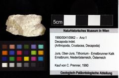 Foto (Objket + Etiketten) von Decapoda indet. 